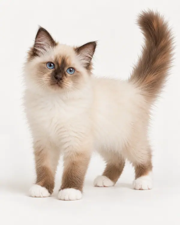AI-illustration af Hellig Birma, chokolade tortie, killing – SBI h