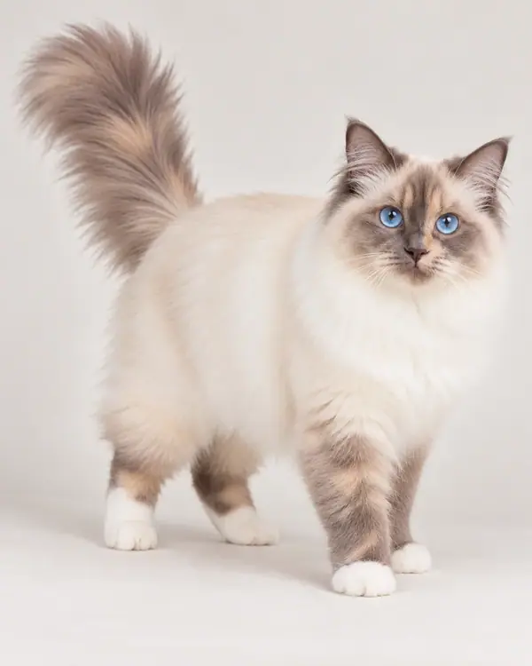 AI-illustration af Hellig Birma, lilla tortie, voksen – SBI j