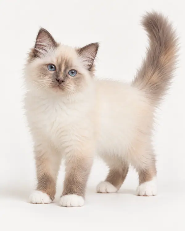 AI-illustration af Hellig Birma, lilla tortie, killing – SBI j