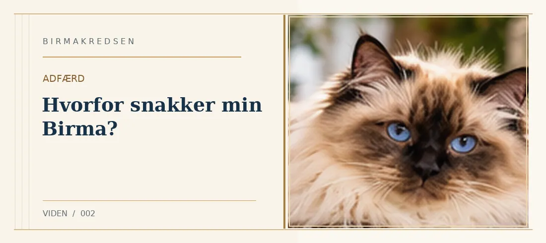 Illustreret artikel: Hvorfor snakker min Birma? – Birmakredsen