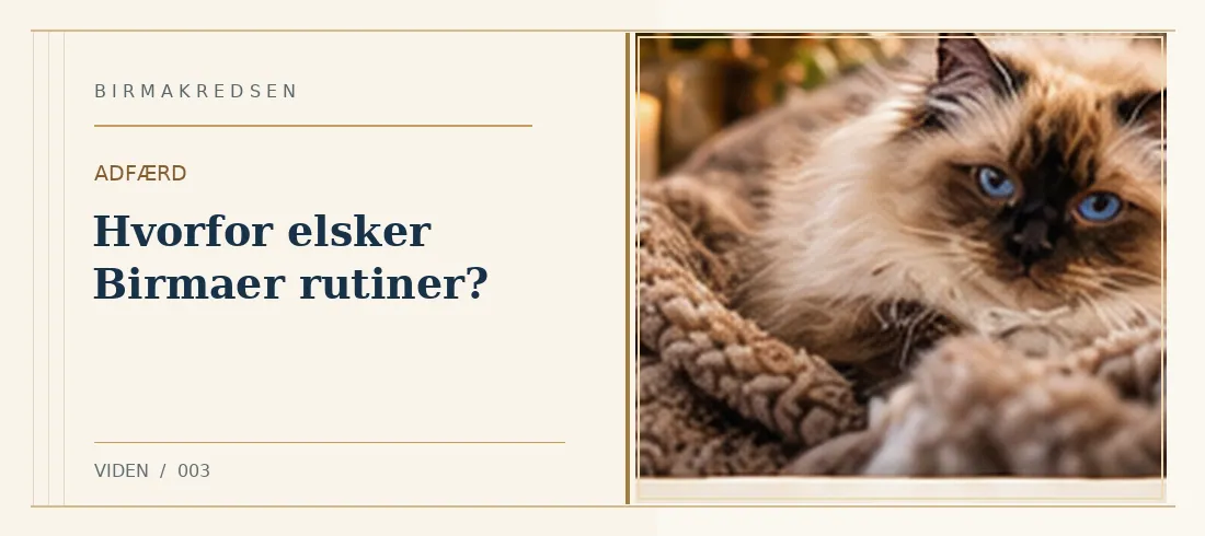 Illustreret artikel: Hvorfor elsker Birmaer rutiner? – Birmakredsen