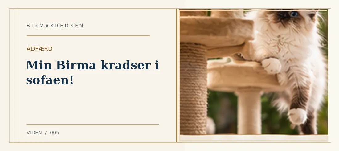 Illustreret artikel: Min Birma kradser i sofaen! – Birmakredsen