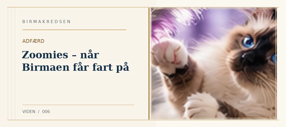 Illustreret artikel: Zoomies – når Birmaen får fart på – Birmakredsen