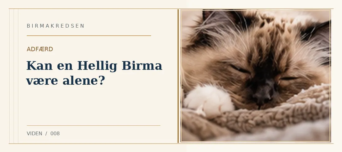 Illustreret artikel: Kan en Hellig Birma være alene? – Birmakredsen