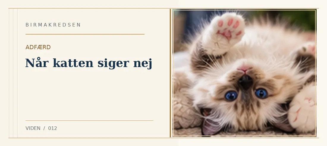 Illustreret artikel: Når katten siger nej – Birmakredsen