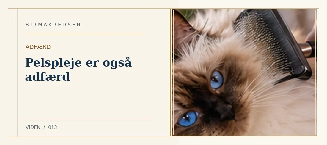 Illustreret artikel: Pelspleje er også adfærd – Birmakredsen