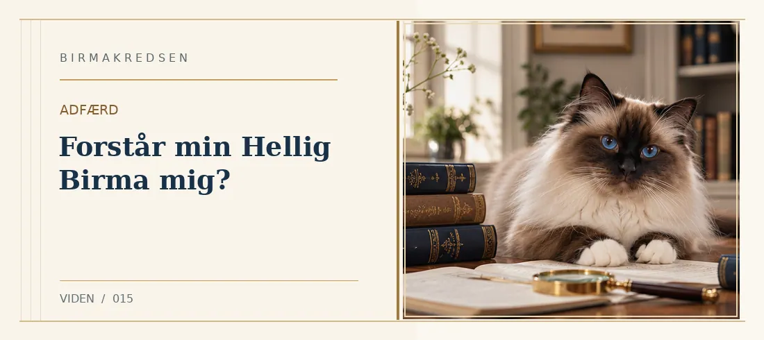 Illustreret artikel: Forstår min Hellig Birma mig? – Birmakredsen