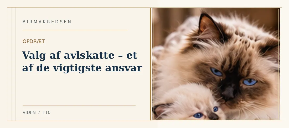 Illustreret artikel: Valg af avlskatte – et af de vigtigste ansvar – Birmakredsen
