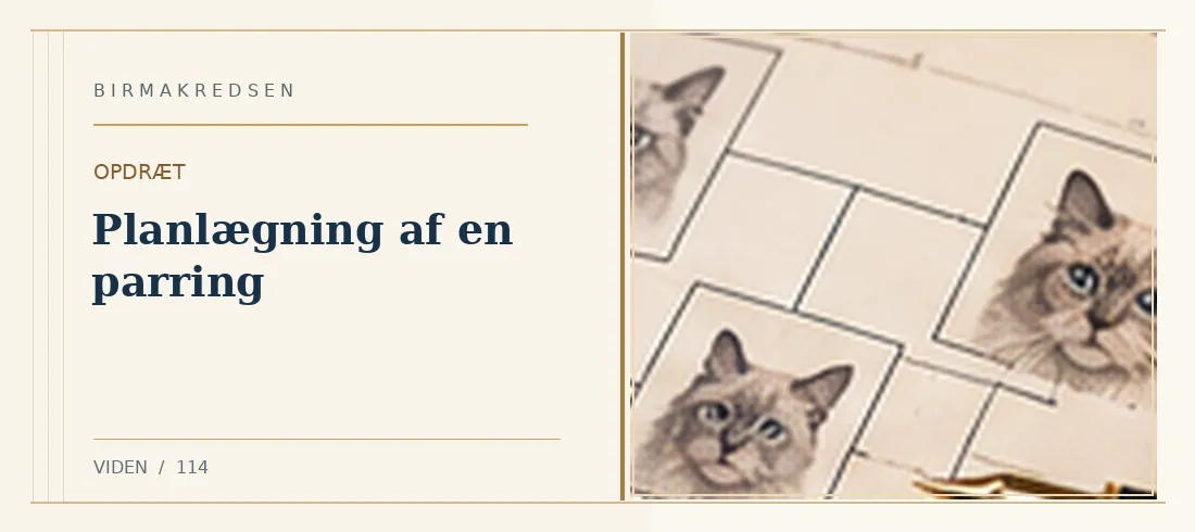 Illustreret artikel: Planlægning af en parring – Birmakredsen