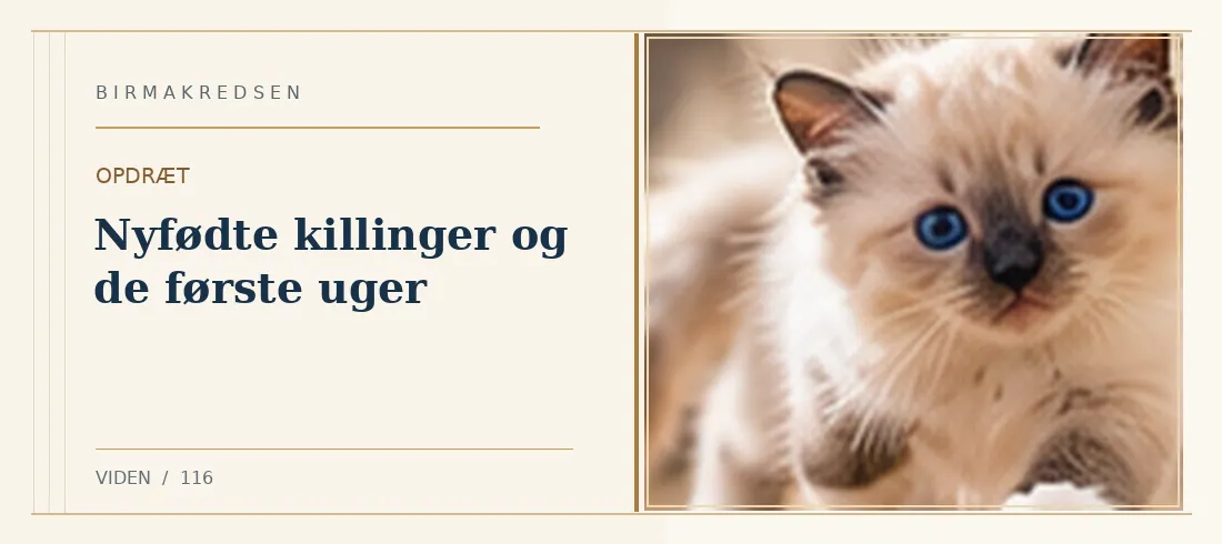 Illustreret artikel: Nyfødte killinger og de første uger – Birmakredsen
