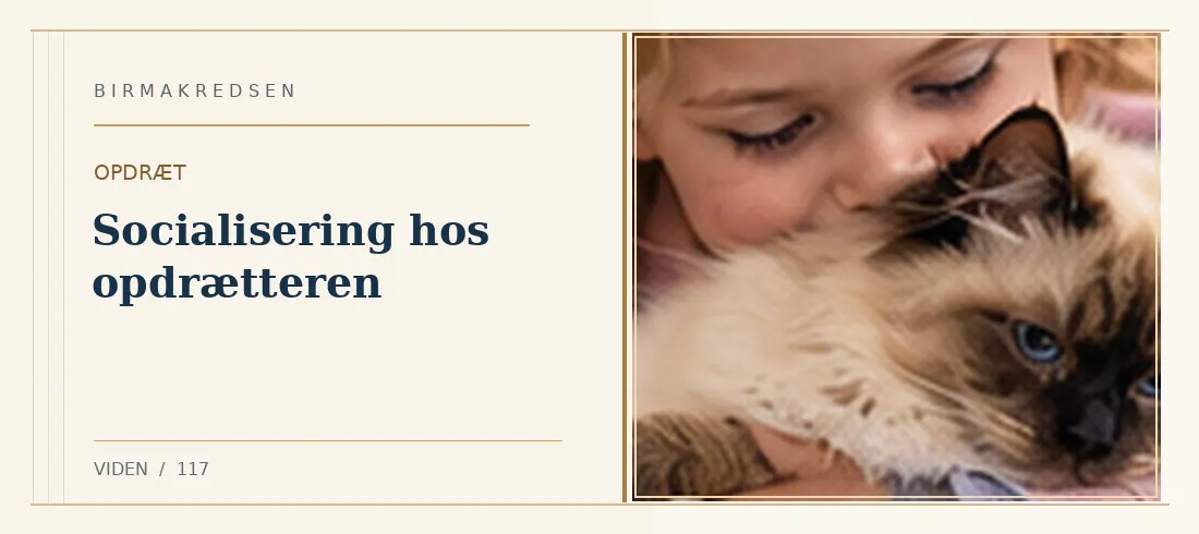 Illustreret artikel: Socialisering hos opdrætteren – Birmakredsen
