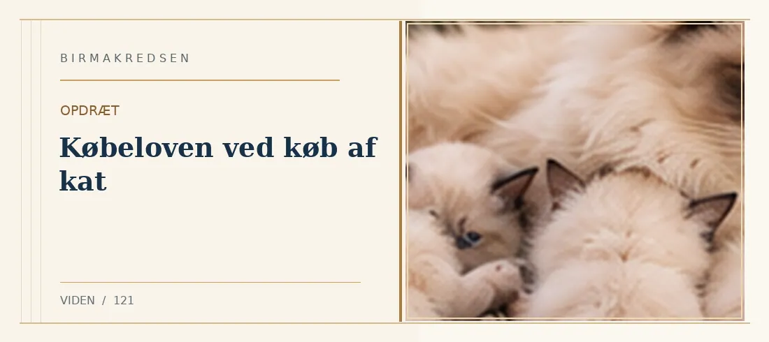 Illustreret artikel: Købeloven ved køb af kat – Birmakredsen