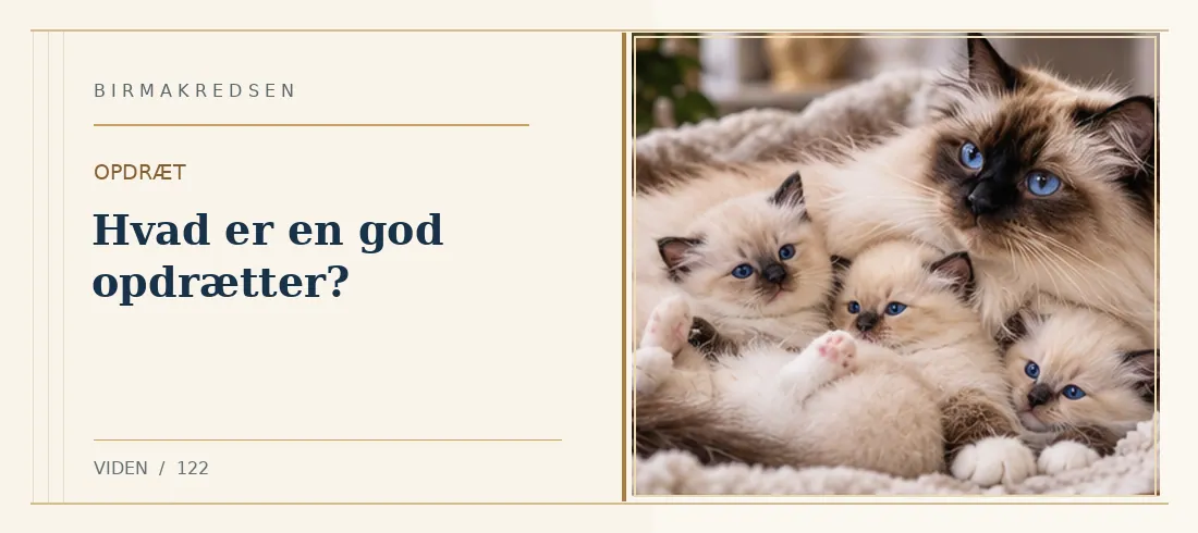 Illustreret artikel: Hvad er en god opdrætter? – Birmakredsen