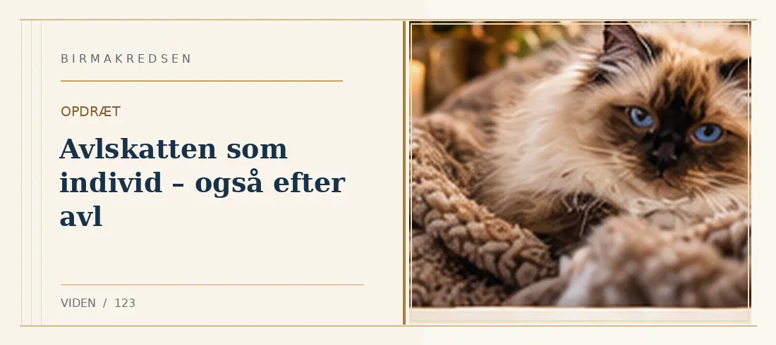 Illustreret artikel: Avlskatten som individ – også efter avl – Birmakredsen