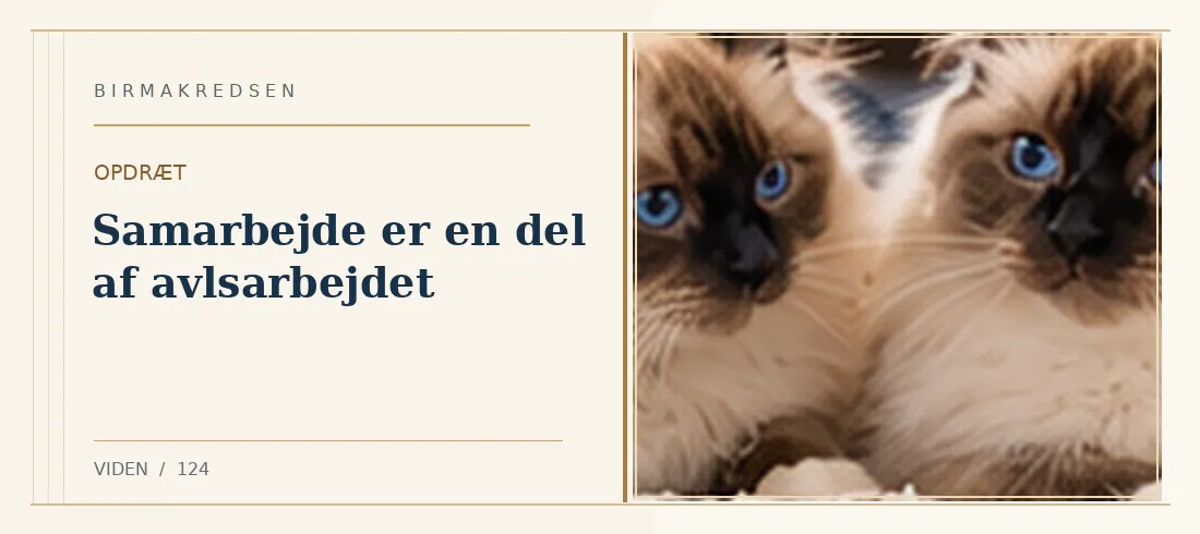 Illustreret artikel: Samarbejde er en del af avlsarbejdet – Birmakredsen