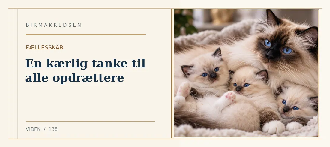 Illustreret artikel: En kærlig tanke til alle opdrættere – Birmakredsen