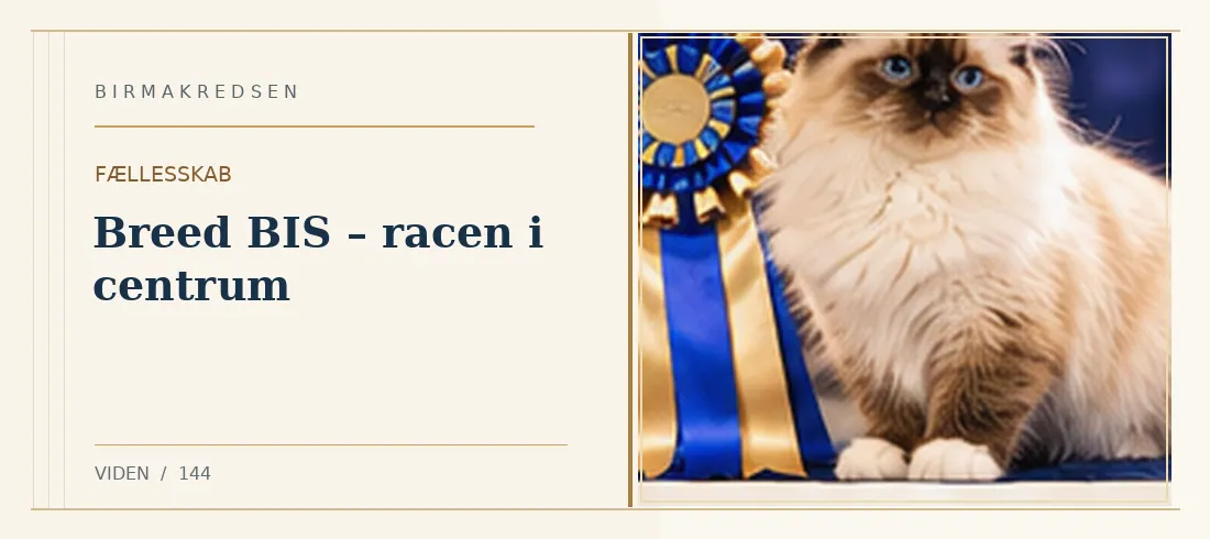 Illustreret artikel: Breed BIS – racen i centrum – Birmakredsen