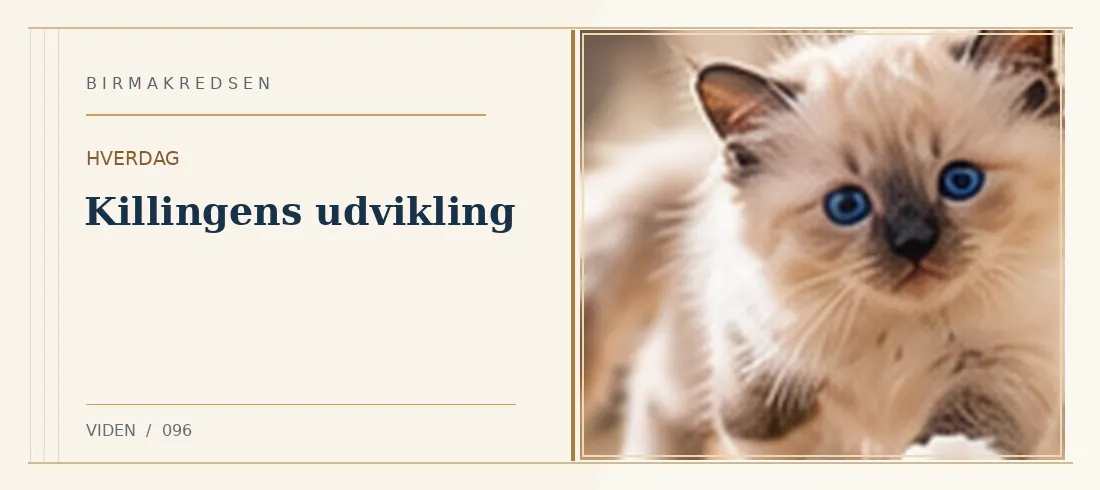 Illustreret artikel: Killingens udvikling – Birmakredsen