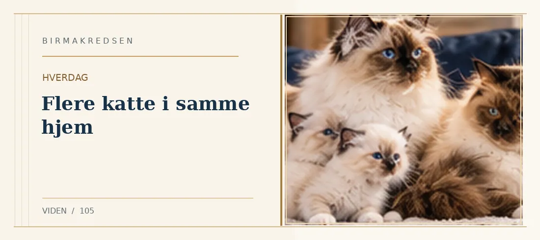 Illustreret artikel: Flere katte i samme hjem – Birmakredsen