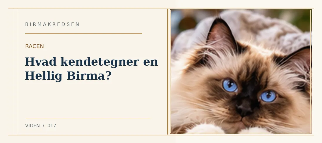 Illustreret artikel: Hvad kendetegner en Hellig Birma? – Birmakredsen
