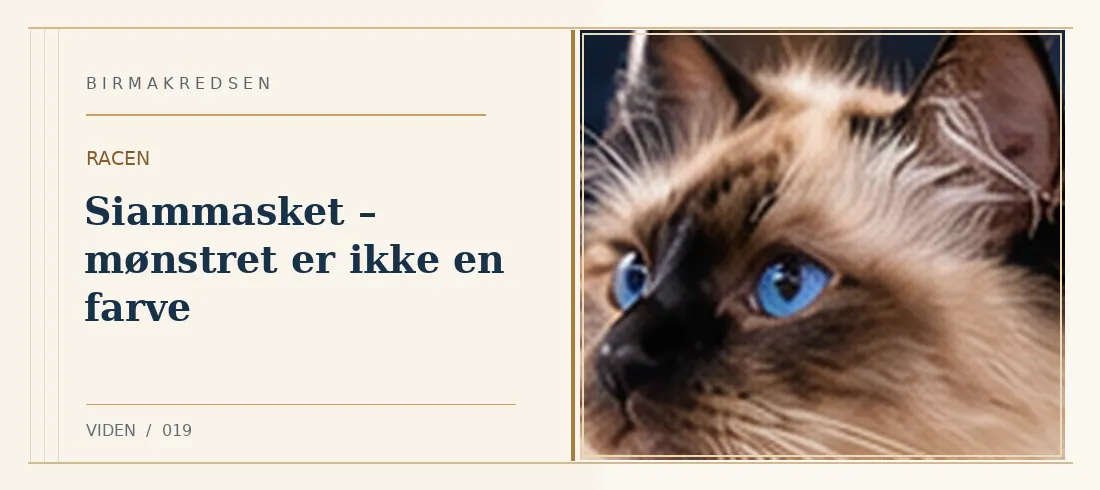 Illustreret artikel: Siammasket – mønstret er ikke en farve – Birmakredsen