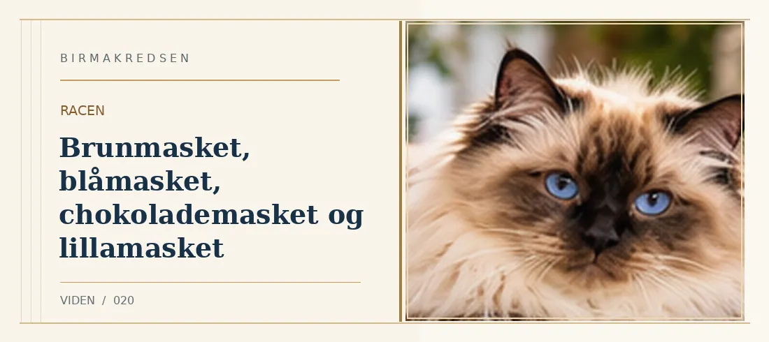 Illustreret artikel: Brunmasket, blåmasket, chokolademasket og lillamasket – Birmakredsen
