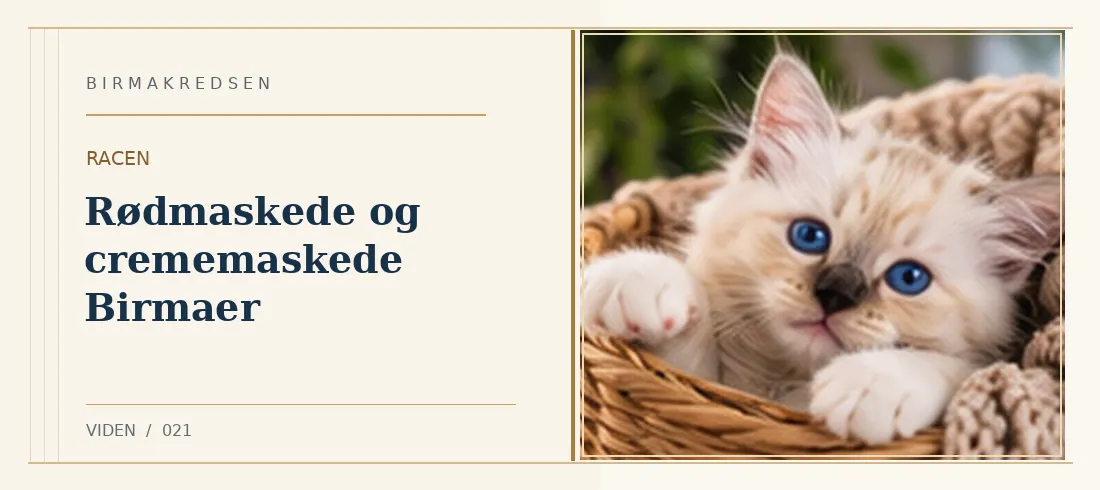 Illustreret artikel: Rødmaskede og crememaskede Birmaer – Birmakredsen