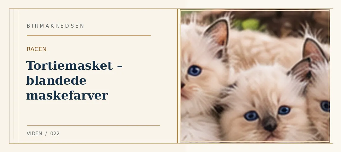 Illustreret artikel: Tortiemasket – blandede maskefarver – Birmakredsen
