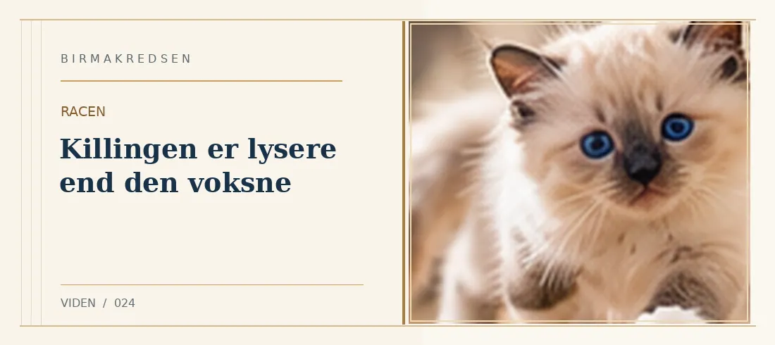 Illustreret artikel: Killingen er lysere end den voksne – Birmakredsen