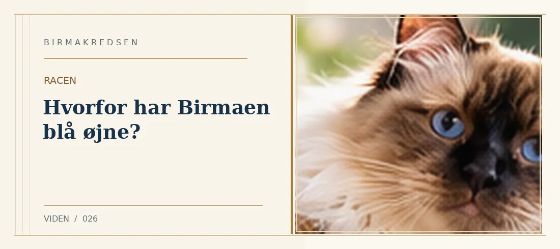 Illustreret artikel: Hvorfor har Birmaen blå øjne? – Birmakredsen