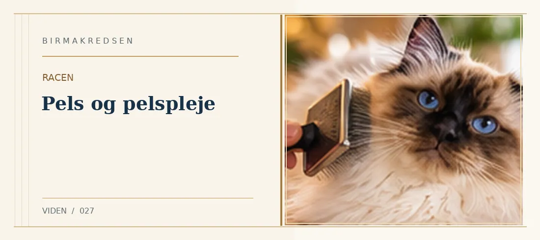 Illustreret artikel: Pels og pelspleje – Birmakredsen