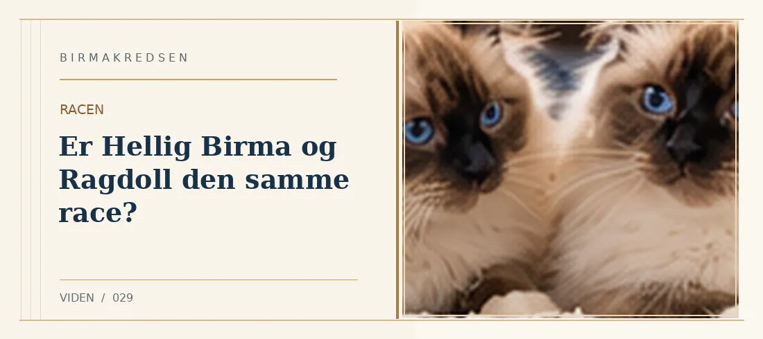 Illustreret artikel: Er Hellig Birma og Ragdoll den samme race? – Birmakredsen