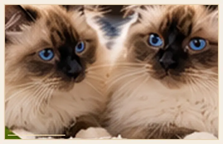 Temabillede til Er Hellig Birma og Ragdoll den samme race? – Birmakredsen