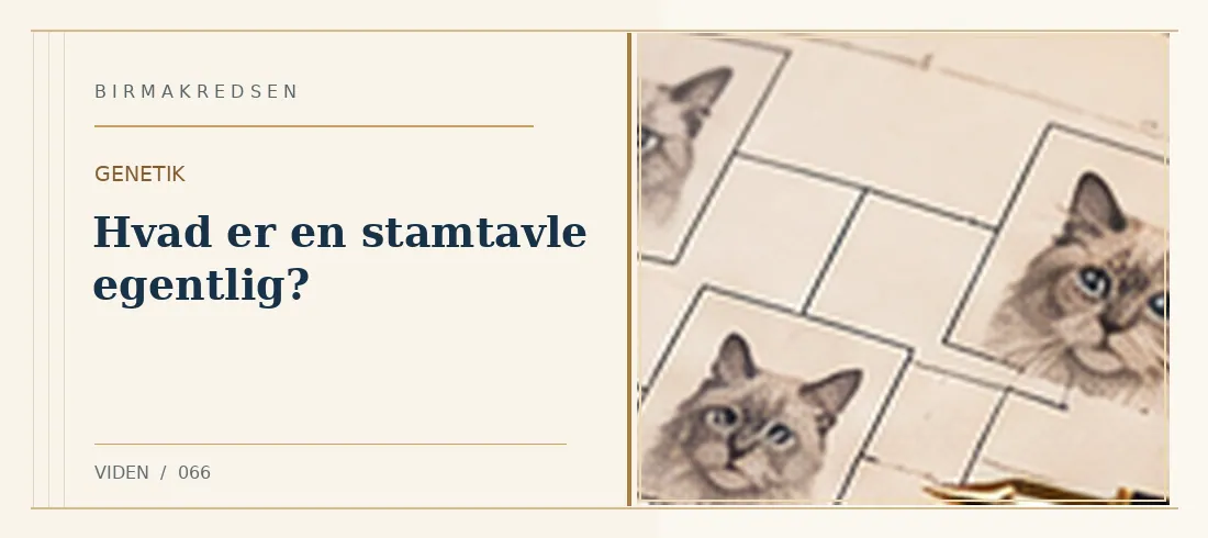 Illustreret artikel: Hvad er en stamtavle egentlig? – Birmakredsen