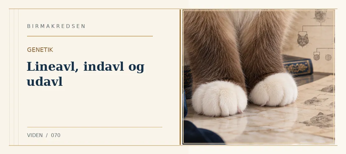 Illustreret artikel: Lineavl, indavl og udavl – Birmakredsen