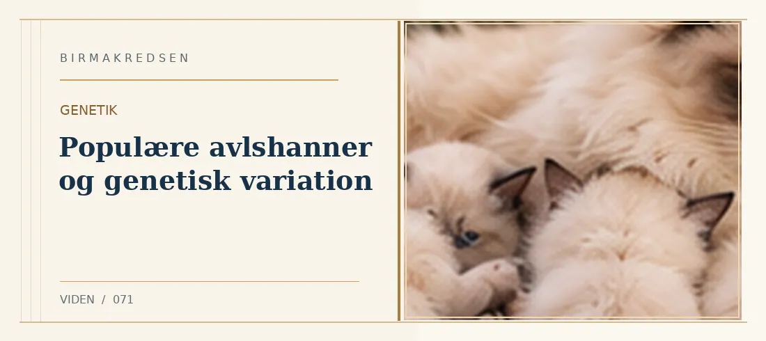 Illustreret artikel: Populære avlshanner og genetisk variation – Birmakredsen