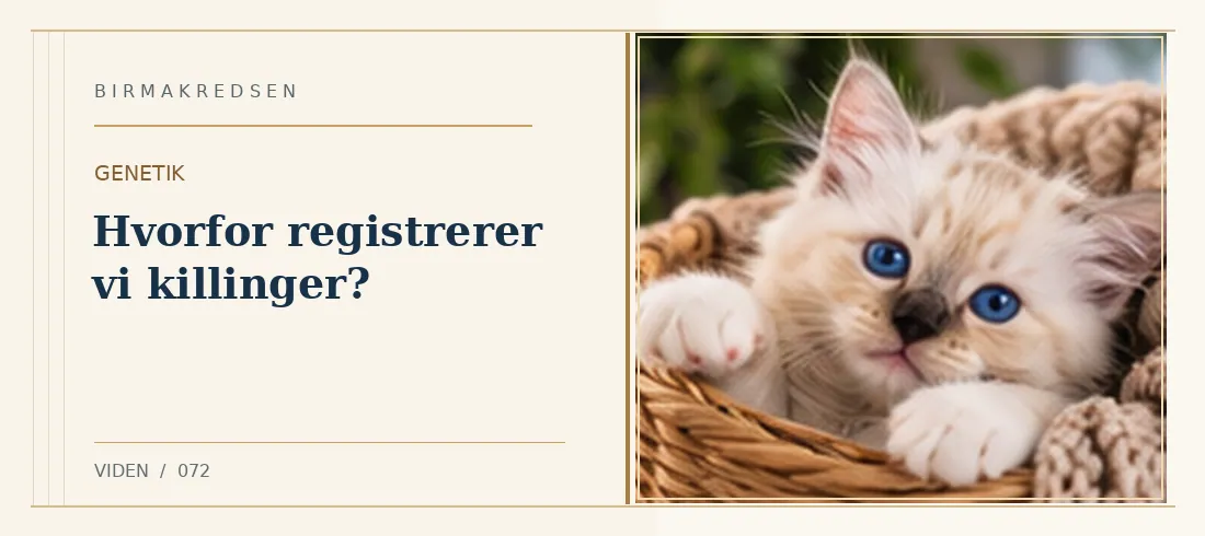 Illustreret artikel: Hvorfor registrerer vi killinger? – Birmakredsen