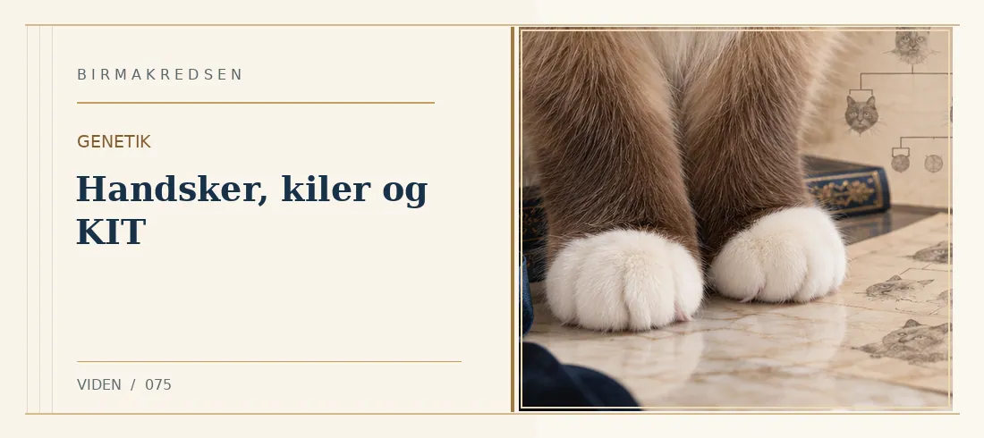 Illustreret artikel: Handsker, kiler og KIT – Birmakredsen