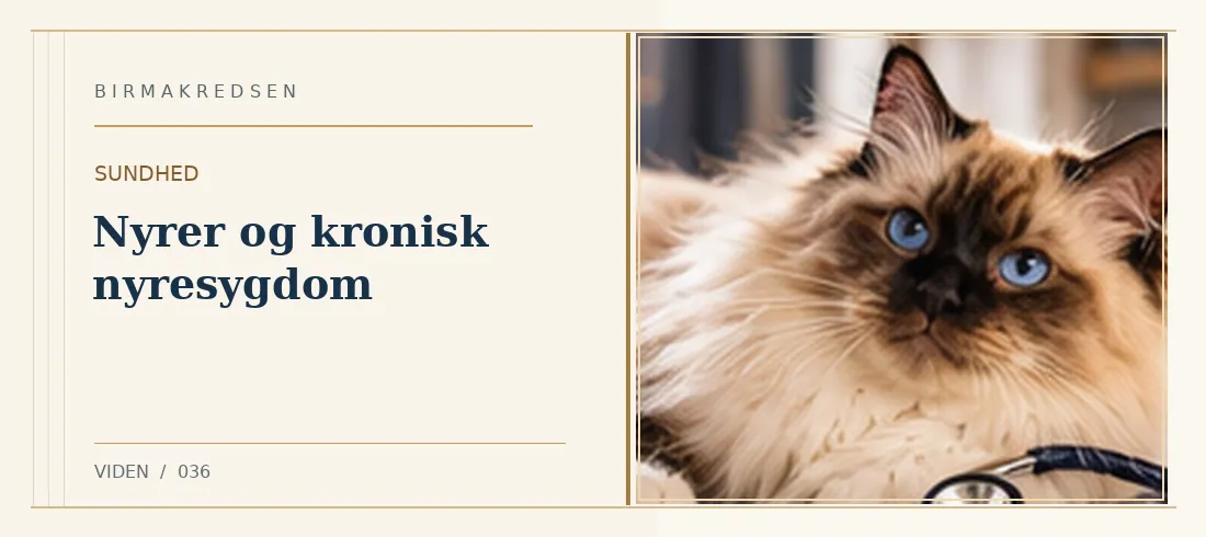 Illustreret artikel: Nyrer og kronisk nyresygdom – Birmakredsen