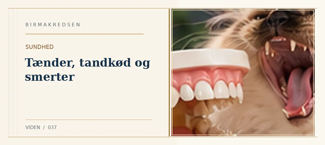 Illustreret artikel: Tænder, tandkød og smerter – Birmakredsen