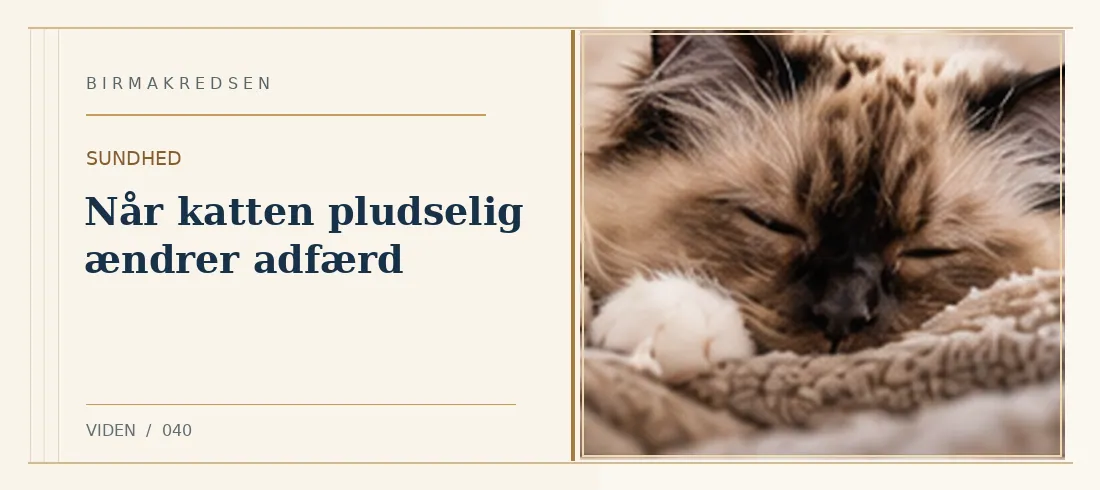 Illustreret artikel: Når katten pludselig ændrer adfærd – Birmakredsen