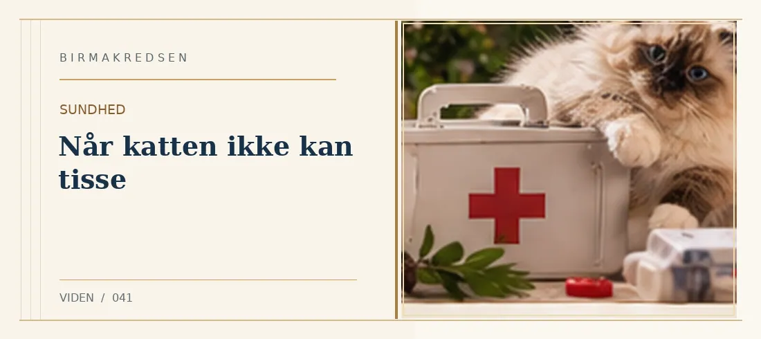 Illustreret artikel: Når katten ikke kan tisse – Birmakredsen