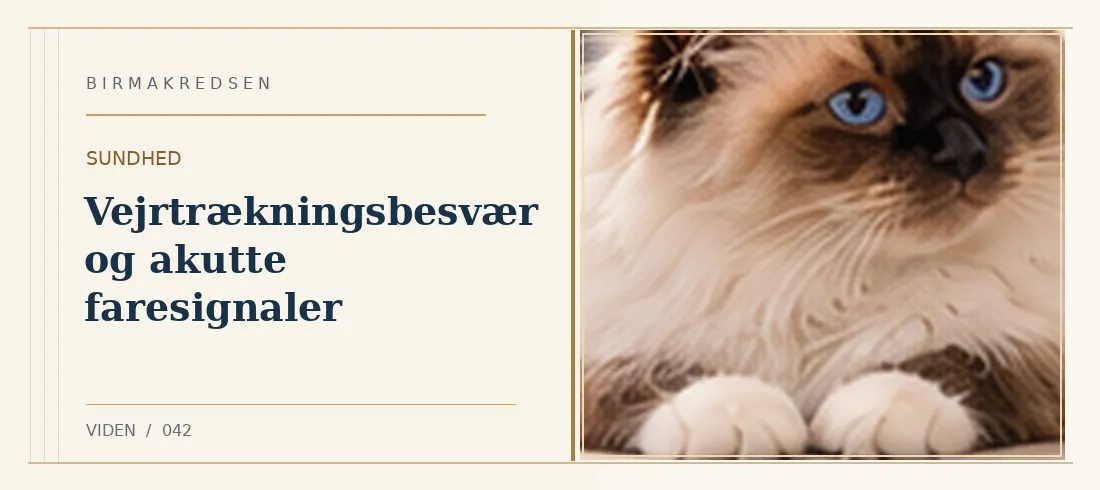 Illustreret artikel: Vejrtrækningsbesvær og akutte faresignaler – Birmakredsen