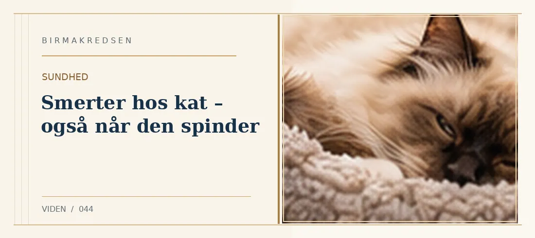 Illustreret artikel: Smerter hos kat – også når den spinder – Birmakredsen