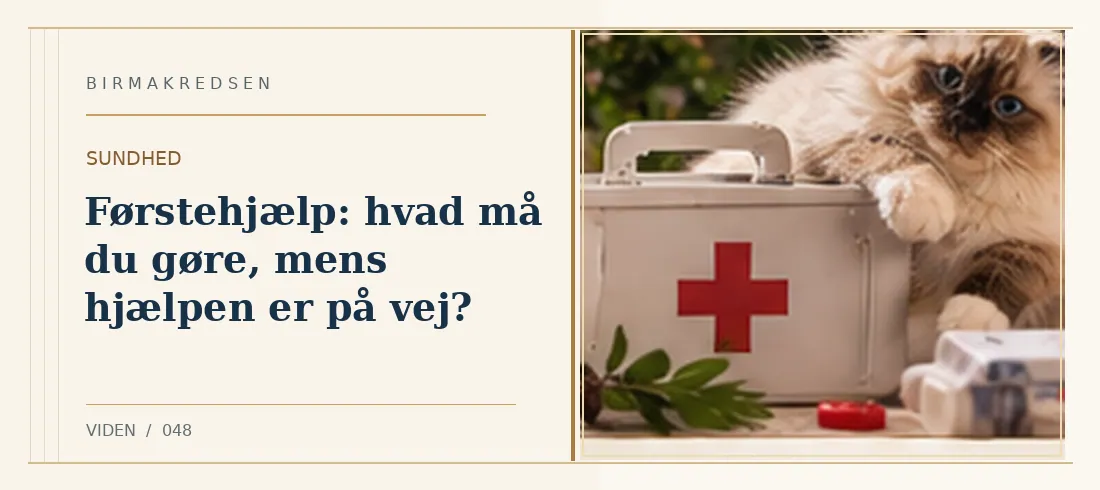 Illustreret artikel: Førstehjælp: hvad må du gøre, mens hjælpen er på vej? – Birmakredsen