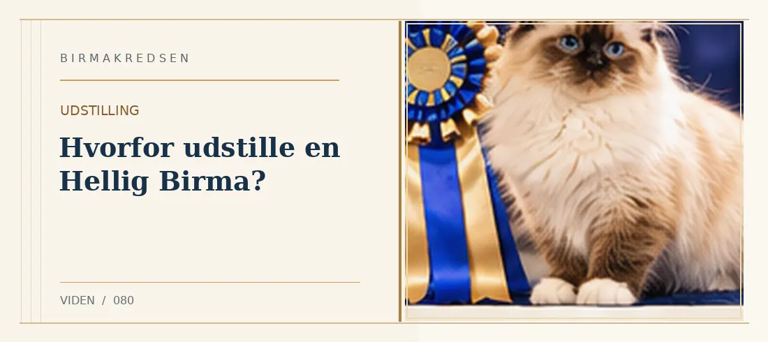 Illustreret artikel: Hvorfor udstille en Hellig Birma? – Birmakredsen