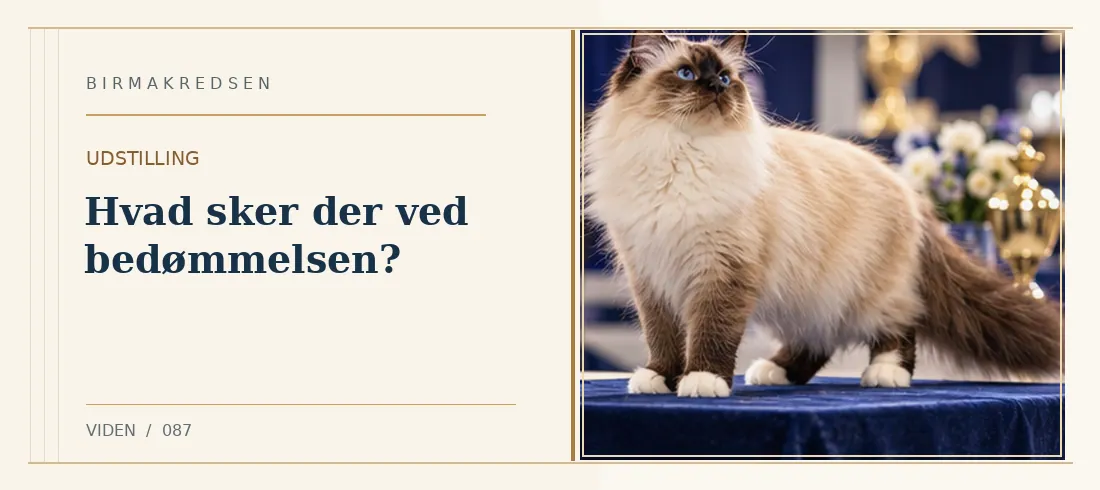 Illustreret artikel: Hvad sker der ved bedømmelsen? – Birmakredsen