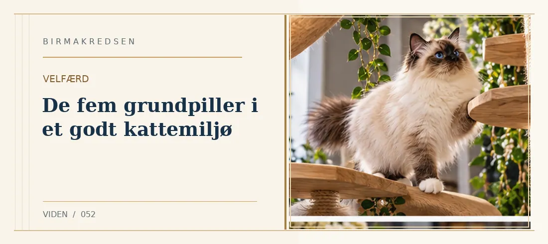 Illustreret artikel: De fem grundpiller i et godt kattemiljø – Birmakredsen