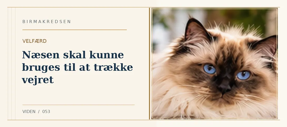 Illustreret artikel: Næsen skal kunne bruges til at trække vejret – Birmakredsen