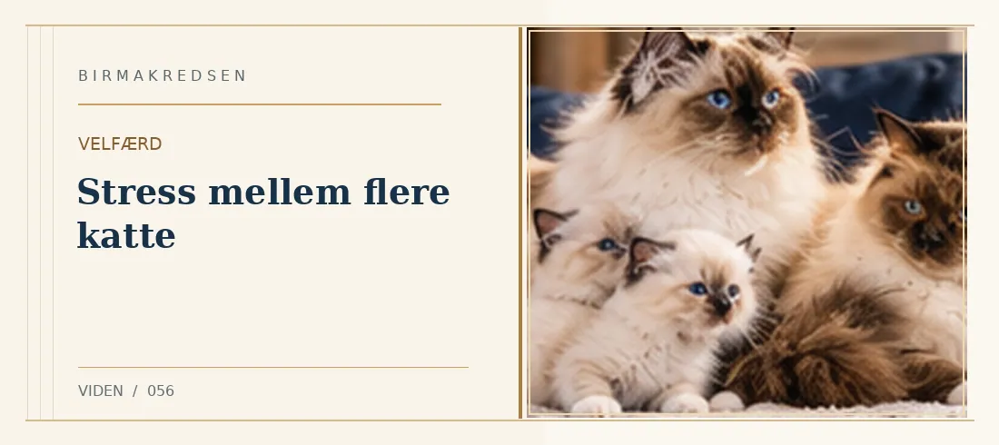Illustreret artikel: Stress mellem flere katte – Birmakredsen